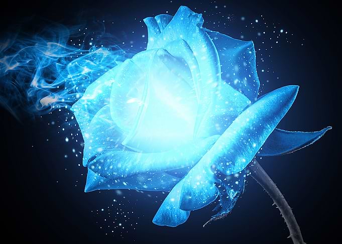 Blue Rose