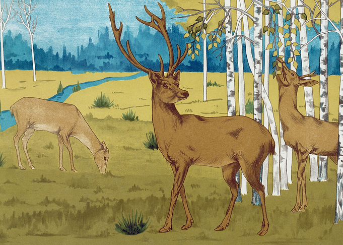 deer