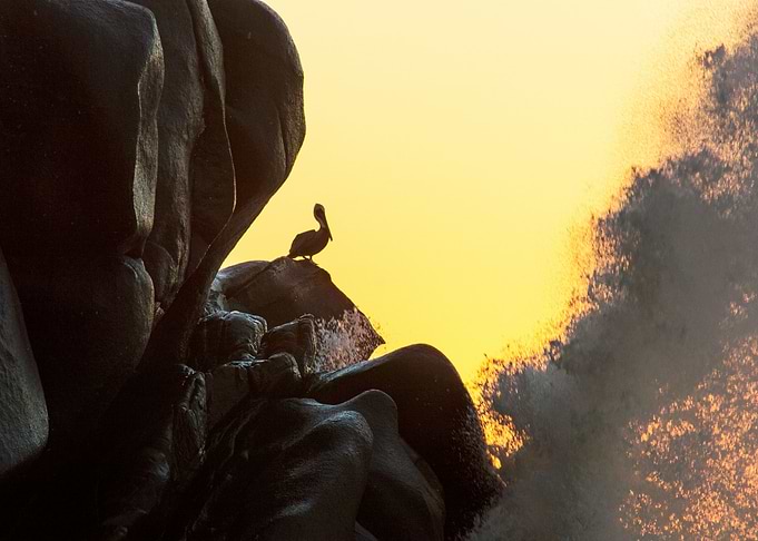 Pelican and splash