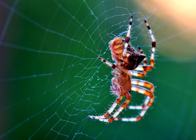 Still Spider