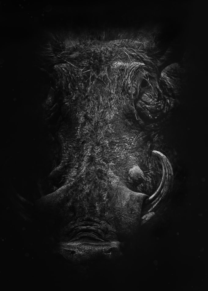 MOODY WARTHOG