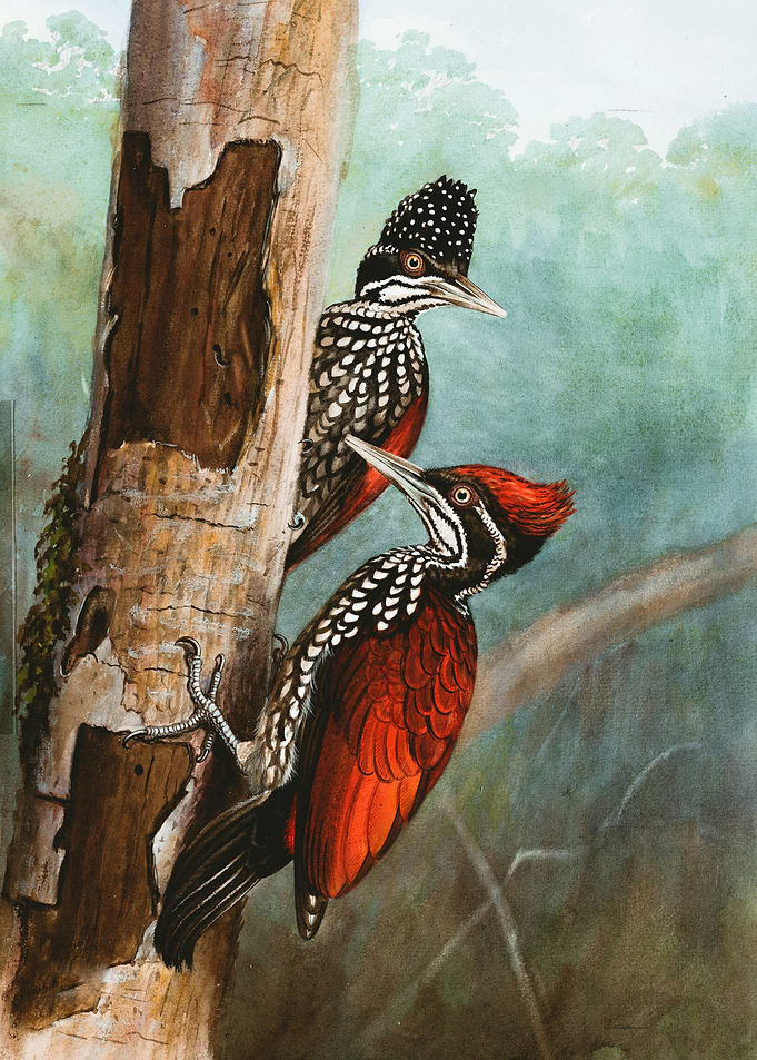 Crimson Backed Woodpecker