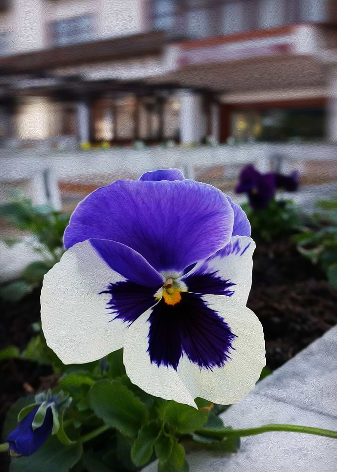 Pansy on the sidewalk