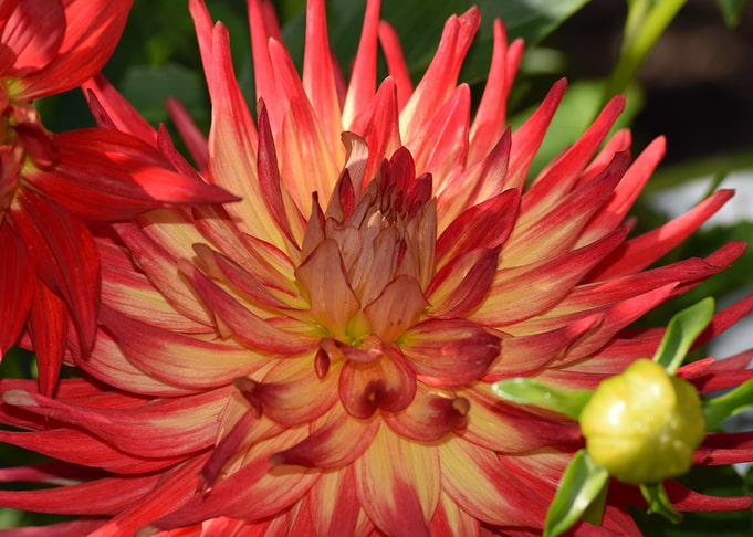 Chrysanthemum1