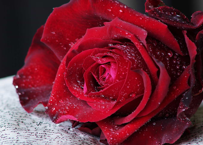 Red Flower