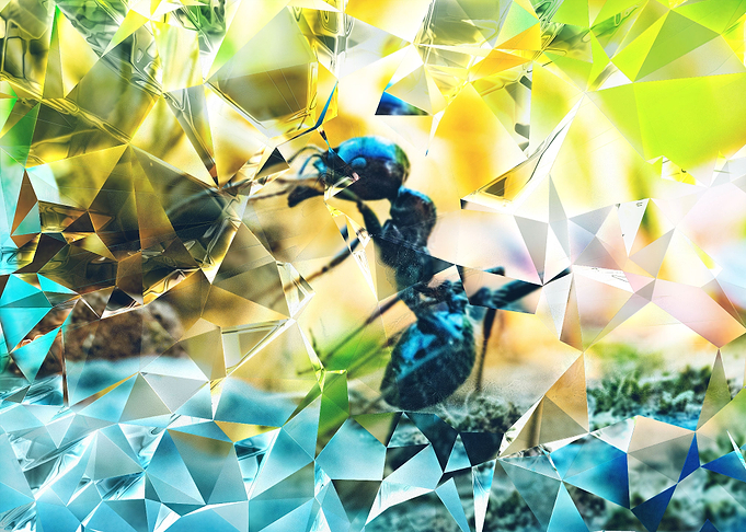 Ant