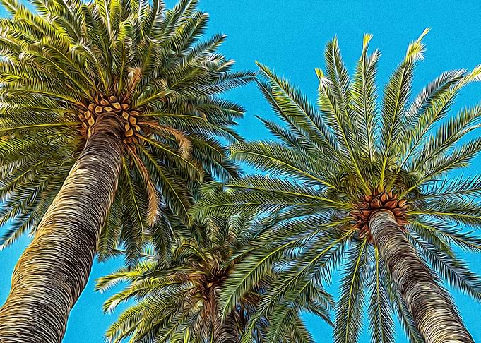 Palms in Riviera