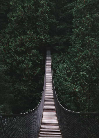 Suspension Bridge Forest