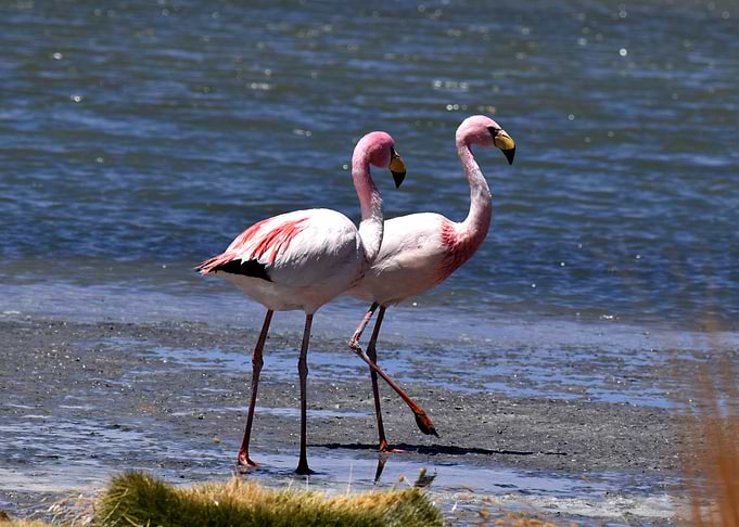 Pink flamingos chillin