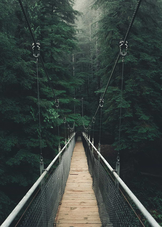 Suspension Bridge Forest