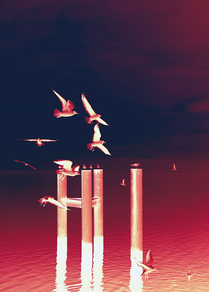 Evian seagulls