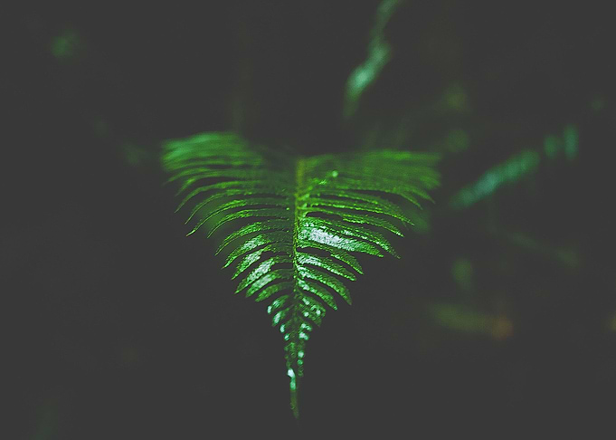 Fern
