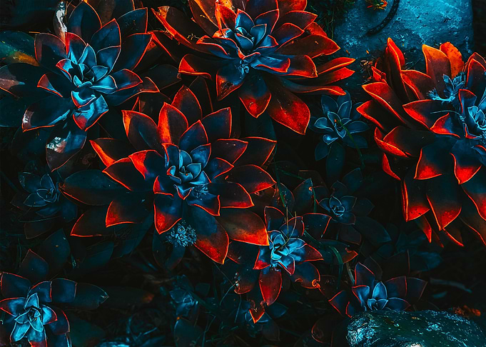Blue and Blue Plants