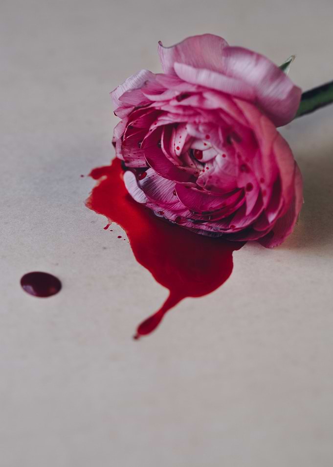 Bloody Ranunculus
