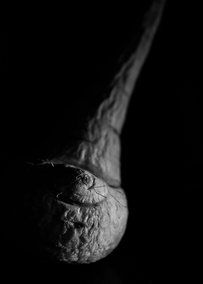 Ginger Root
