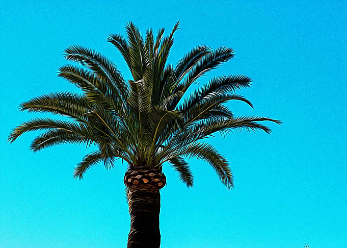 Palms in Riviera