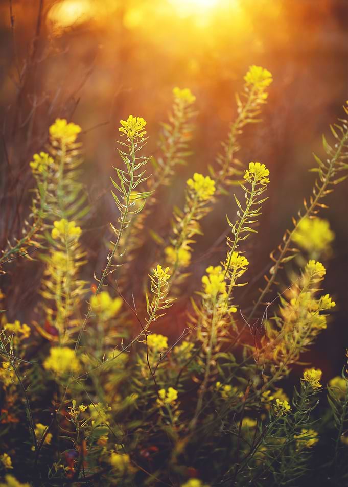 Outdoor Sunlight Meadow
