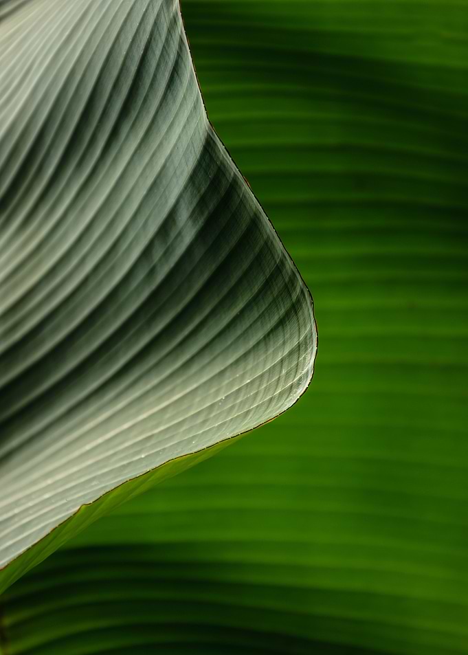 banana tree leaf 2