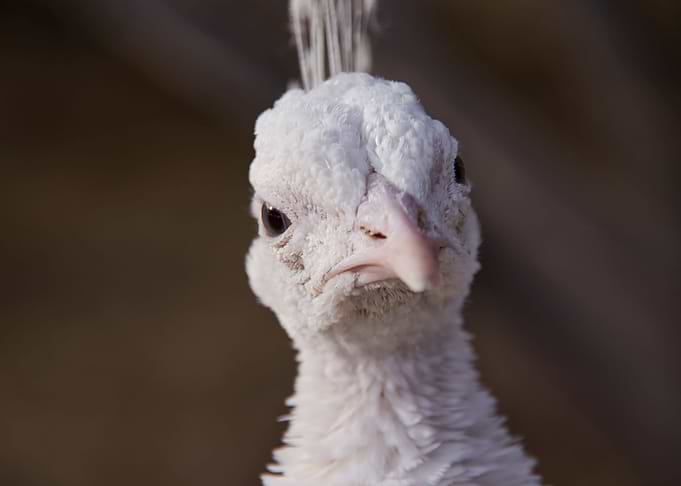 Angry White Peacock