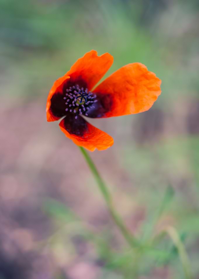 Nature Garden Meadow Agric