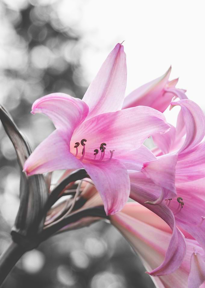 Pink Flower