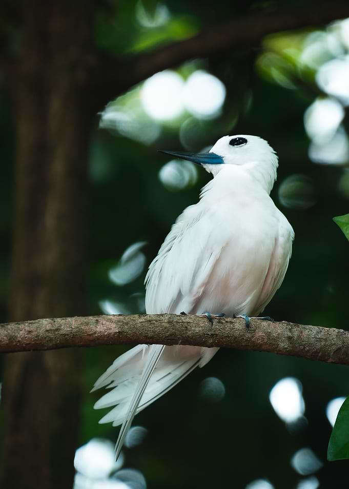 White Tern Portrait 2