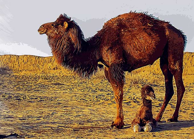 camel Camel