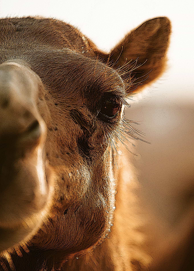 camel Camel