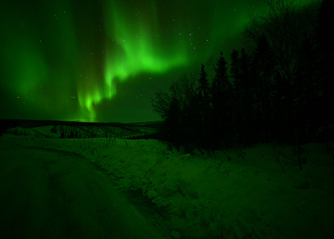 Aurora Outlining Tree