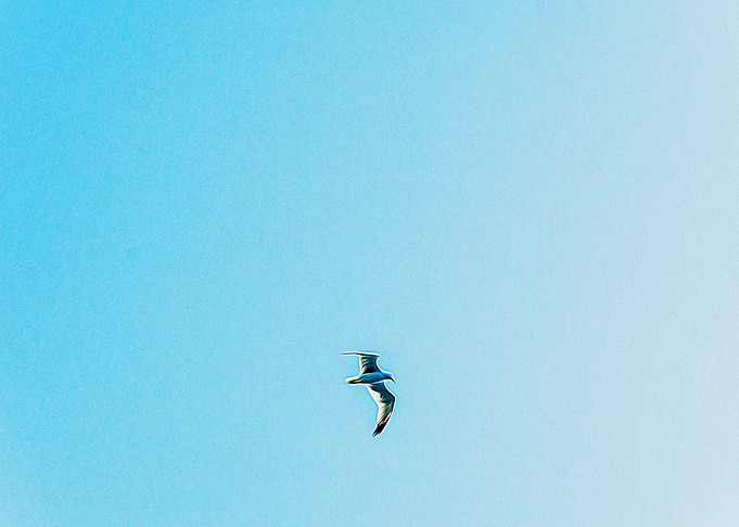 Seagull near Naples