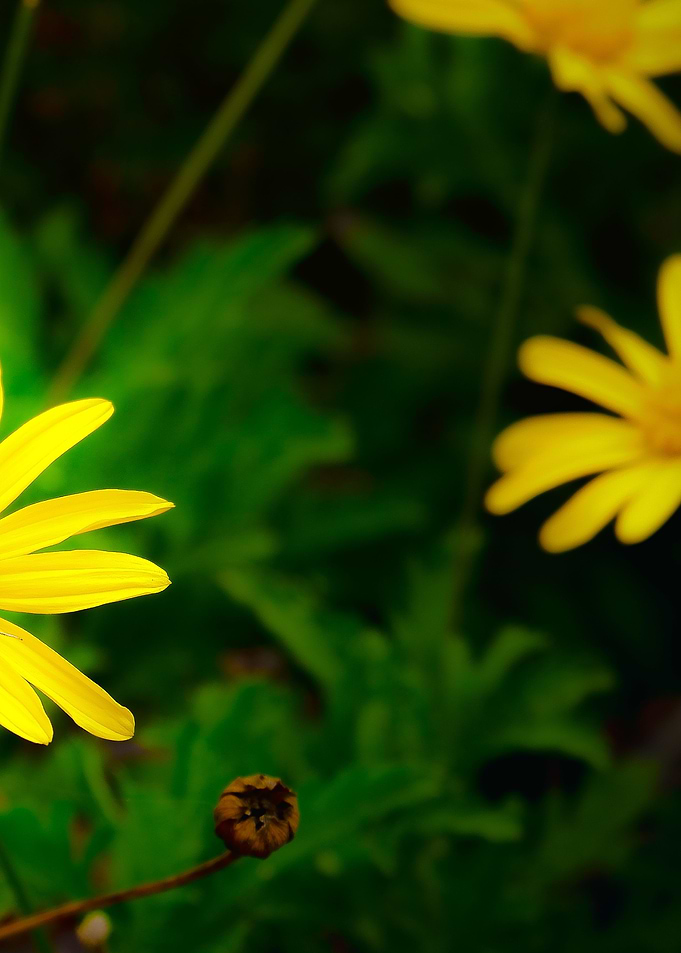 Flower 3