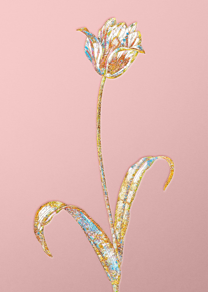 Pink Rainbow Mosaic Tulip