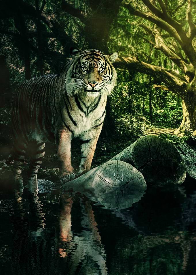 Tiger