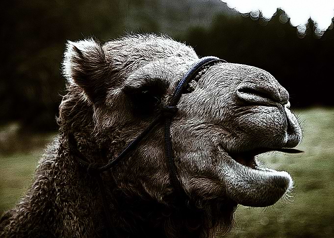 camel Camel