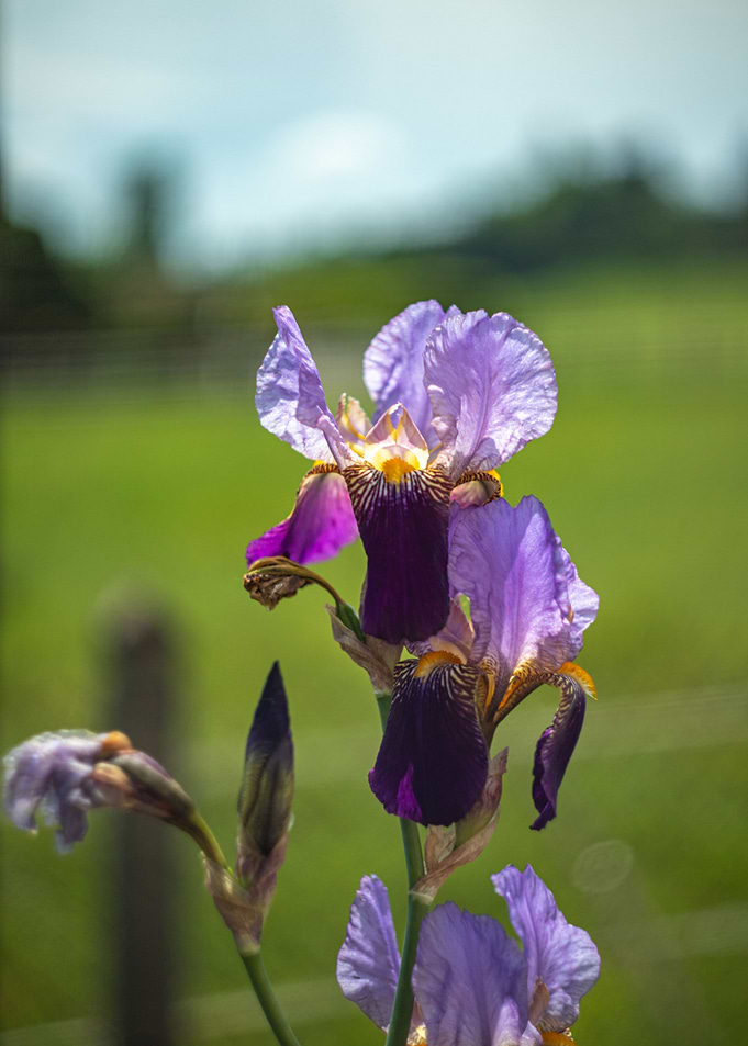 Iris