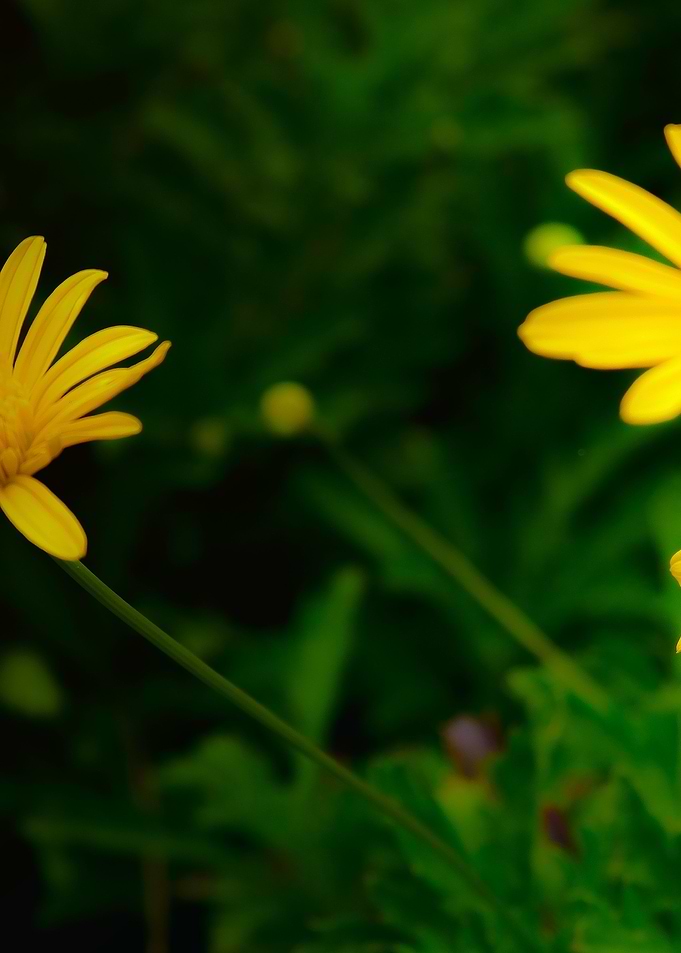 Flower 1