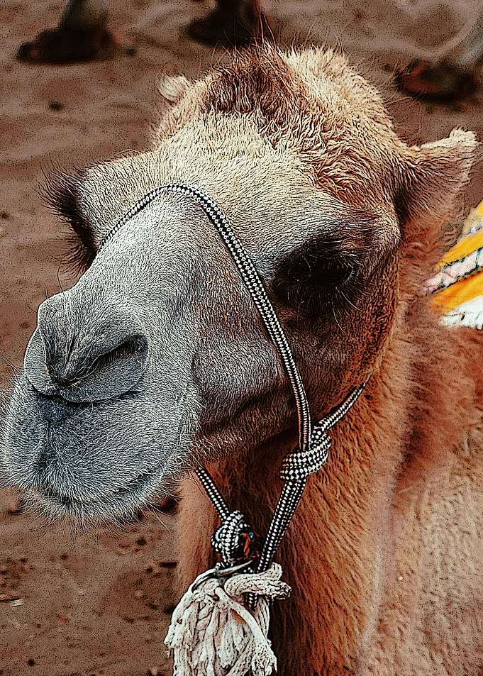 camel Camel