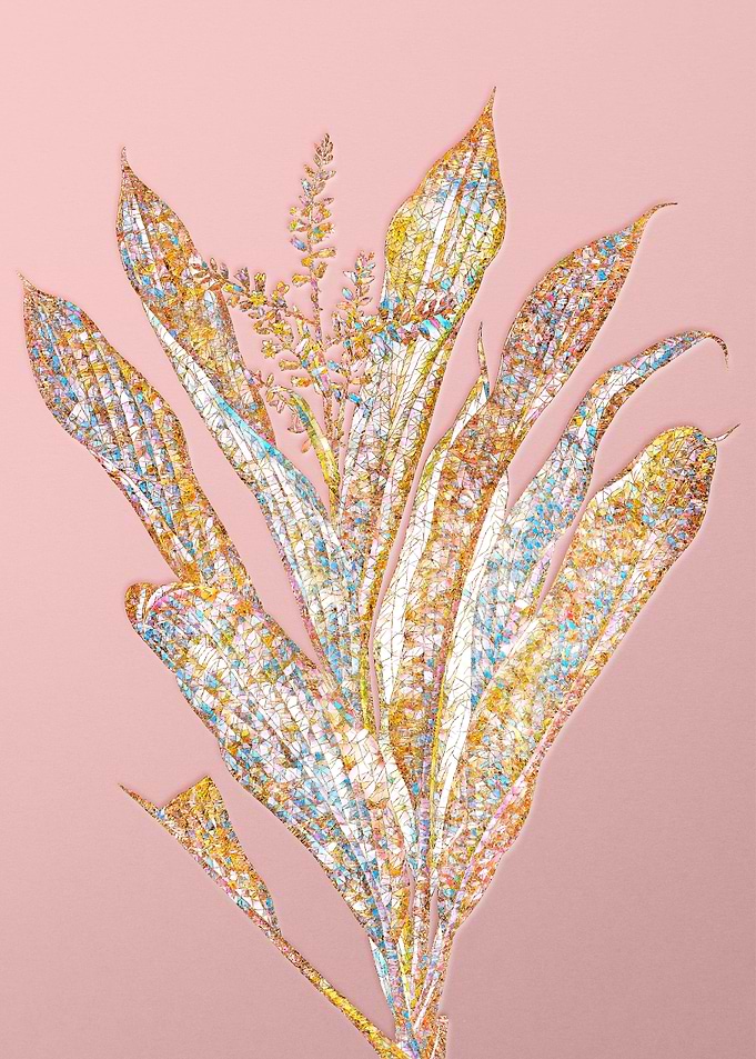 Pink Crystal Cordyline
