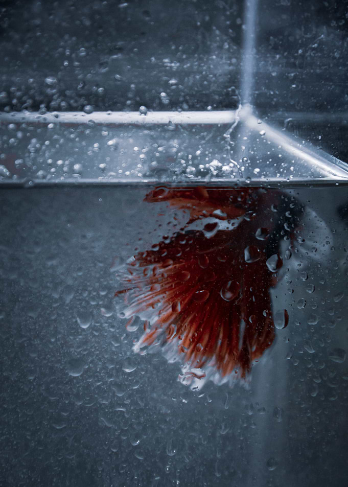 Dive