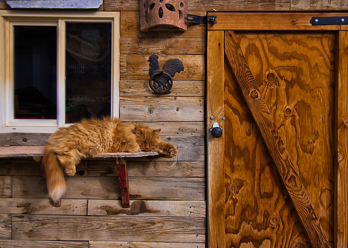 Barn Cat