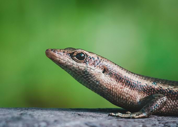 Curious Lizard