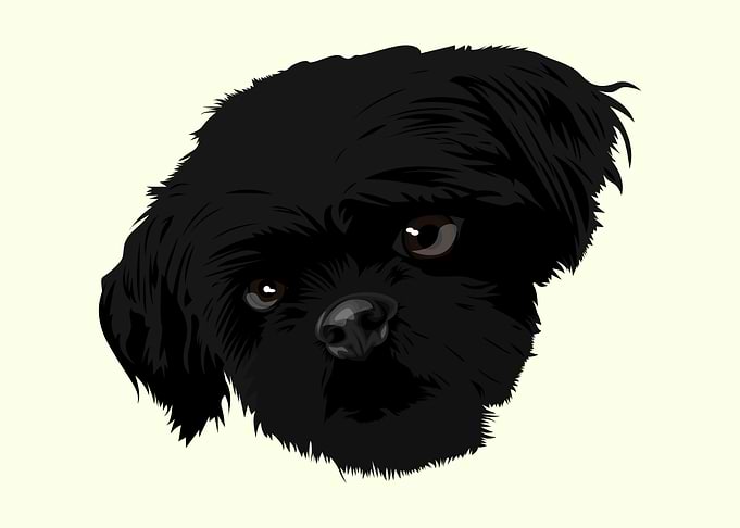 hairy black dogs face