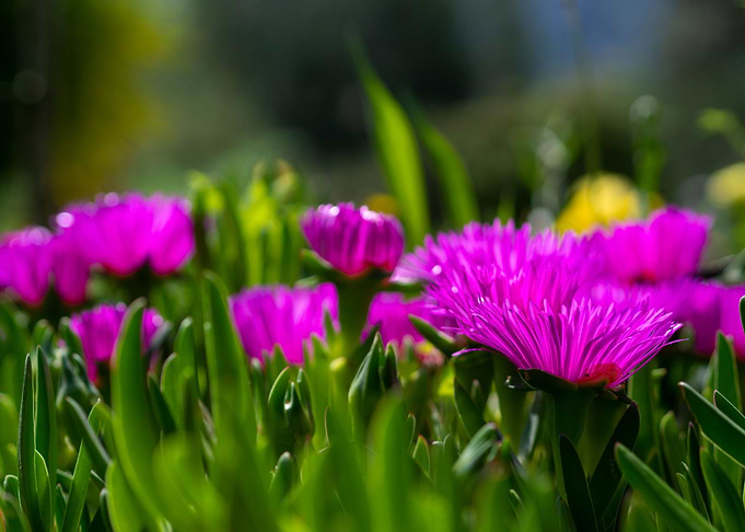 Pink flowers