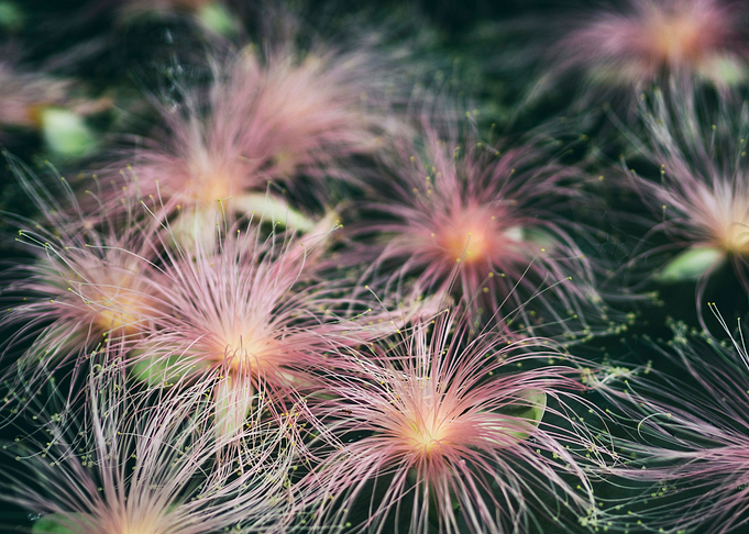 Pink water flowers