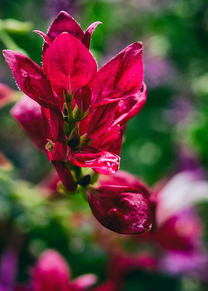 Pink flower tree