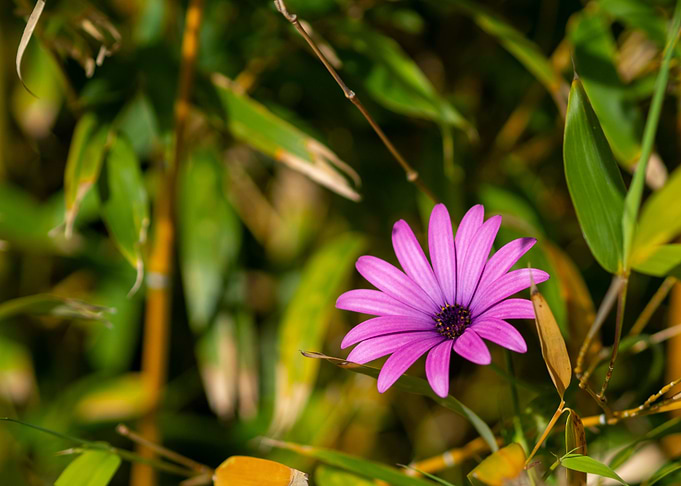 Pink flower and bamboo