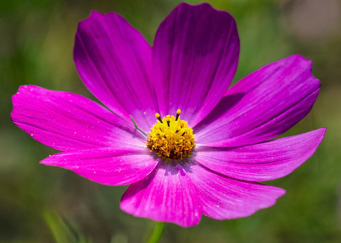 Pink blossom