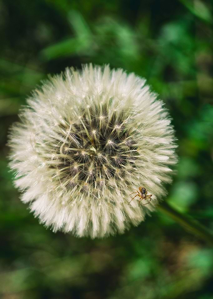 A spider on a dandelion