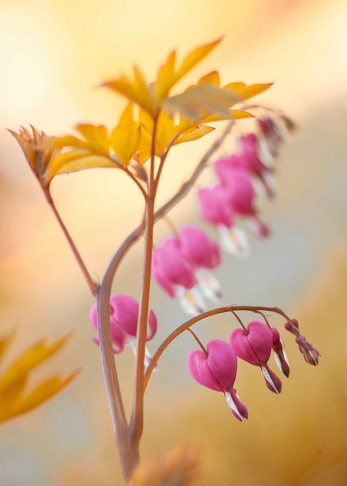 Floral composition