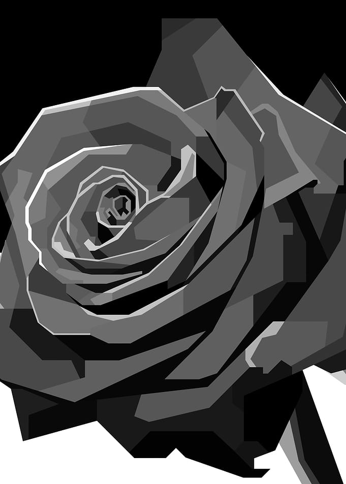 rose flower
